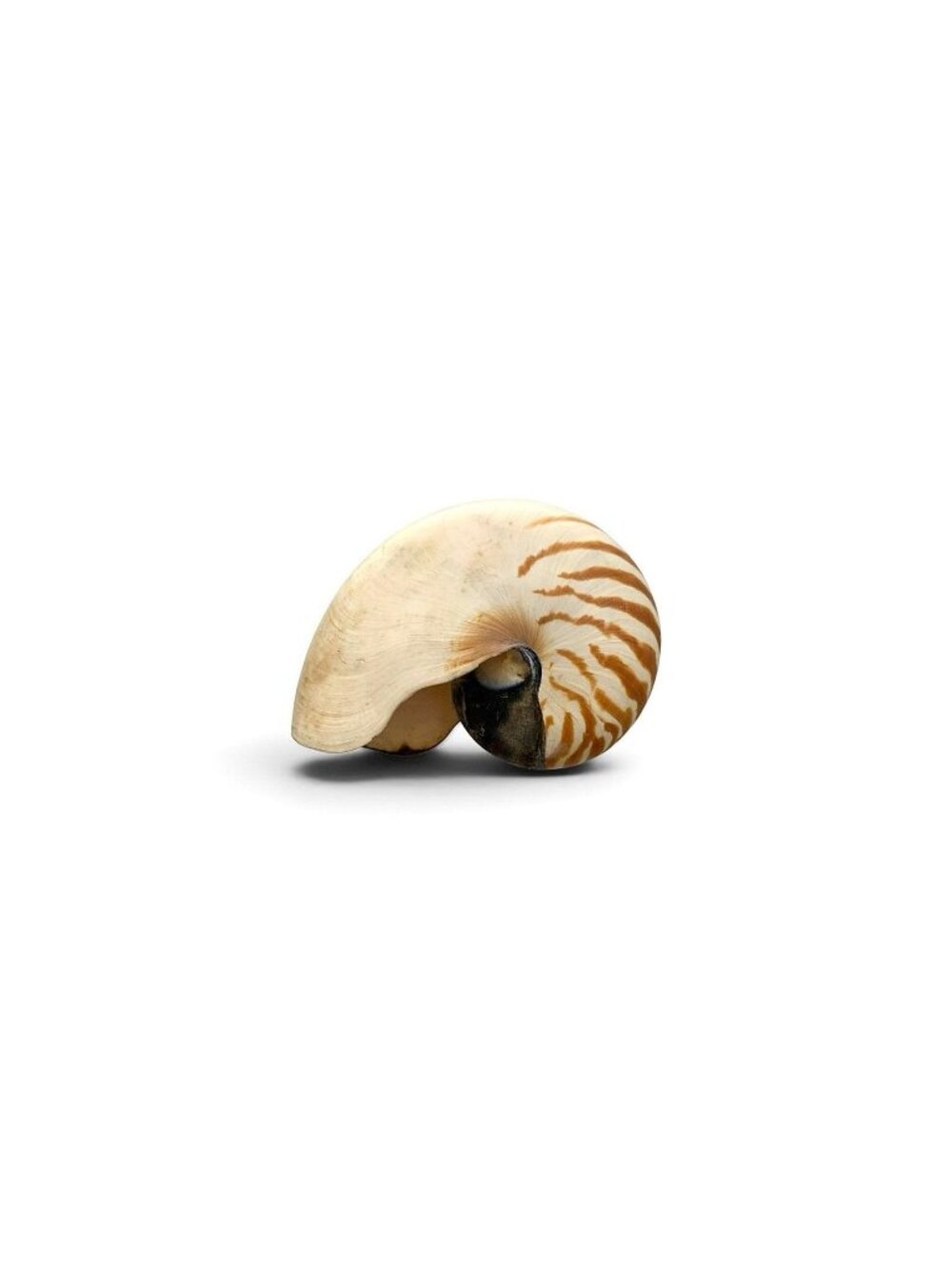 Seashell Large Nautilus Chambered Coastal Nautical Beach Decor